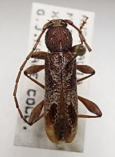 Cerambycidae phacodes personat for sale  Depauw