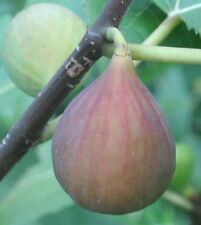 Osborn prolific fig for sale  Carlsbad