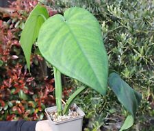 Syngonium chiapense tropical for sale  HITCHIN