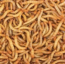 Live mealworms tenebrio for sale  LONDON