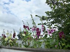 Tall plants mid for sale  Ireland