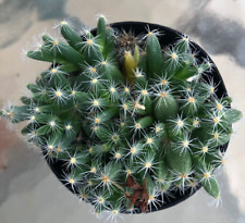 Trichodiadema Densum, ""Mini Rosa del Desierto"", viene en una olla de 2,5, usado segunda mano  Embacar hacia Argentina