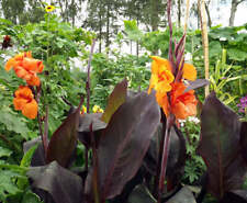 Canna lily wyoming for sale  ROMSEY