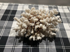 Echte weiße koralle gebraucht kaufen  Daxlanden