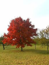 Quercus rubra amerikanische gebraucht kaufen  Dillingen a.d.Donau