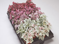 Hypoestes confetti mixed for sale  SWINDON