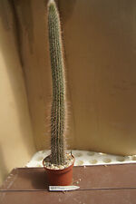Eulychnia spec cacti for sale  Shipping to Ireland