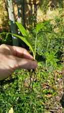 Alexander palm seedlings for sale  Miami