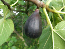Ficus carica noire d'occasion  Perpignan-
