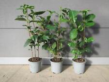 Camellia sinensis teepflanze gebraucht kaufen  Wuppertal