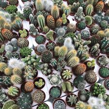 Cactus seeds collection for sale  LONDON