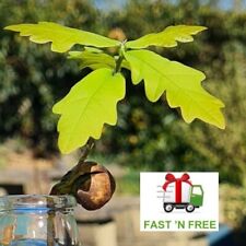 Oak tree seedlings for sale  CHESTERFIELD