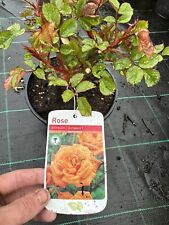 Shine patio rose for sale  WISBECH