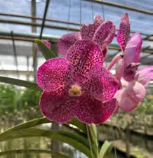 Orchid vanda uraiwan for sale  Bradenton