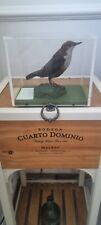 Taxidermy dipper 1936 for sale  ROMFORD