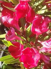 Red oleander fresh for sale  Las Vegas