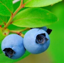 Lowbush blueberry vaccinium for sale  Elko