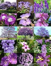 Purple flower plants for sale  Miami
