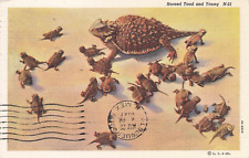 Horned toad young for sale  Albany
