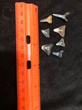 Sharks teeth chesapeake for sale  Deale