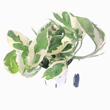 Joy pothos live for sale  Winnetka