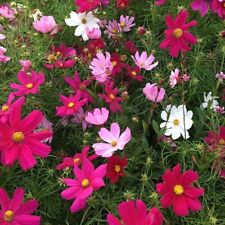 Plug plants cosmos for sale  TELFORD