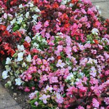 Begonia lotto mixed for sale  IPSWICH