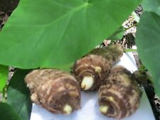 Used, 3 Taro Root Bulbs Edible Tropical Elephant Ear Colocasia Live Plant Fresh USA :) for sale  Shipping to South Africa