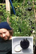 Pflanzen schwarze tomaten gebraucht kaufen  Kaiserslautern