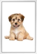 Havanese puppy dog for sale  Mount Vernon
