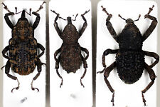 Curculionidae Mix Indonesian West Papua Beetle Coleoptera Rare for sale  Shipping to South Africa