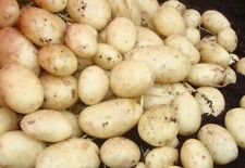 Quality maris piper for sale  HAVERFORDWEST