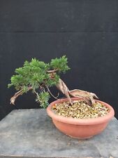 Bonsai juniperus sabina usato  Montevarchi