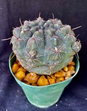 Gymnocalycium lukasikii cactus for sale  Palm City
