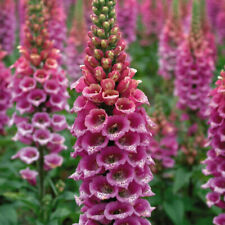 Foxglove candy mountain for sale  IPSWICH