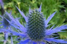 Eryngium x zabelii ‘Big Blue’ - 1 x 1 litre pot - Stunning Plant for sale  STOKE-ON-TRENT