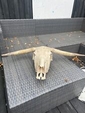 cow skull for sale  LEICESTER