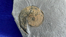 Ammonite harpoceras elegans usato  Napoli