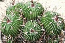 stenocactus for sale stenocactus for sale Shipping to South Africa