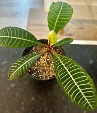 Euphorbia leuconeura succulent for sale  MALDON