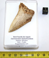 Rare dent fossile d'occasion  France