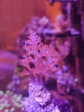 Kenya tree coral for sale  KENLEY