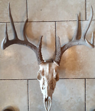 Skull whitetail deer for sale  North Richland Hills