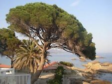 Pinus pinea italian for sale  Claxton