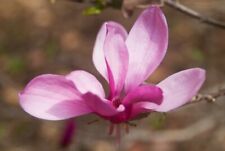 Magnolia soulangeana magnolia usato  Napoli