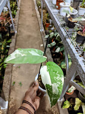Used, Real Pict Syngonium Chiapense Varigated Free Philodendron Pink Princes for sale  Shipping to South Africa