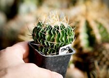 90. Stenocactus phyllacanthus violaciflorus, echinofossulocactus for sale  Shipping to South Africa