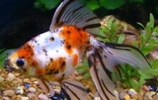 Calico goldfish fancy for sale  IPSWICH