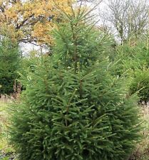 Norway spruce christmas for sale  Shipping to Ireland