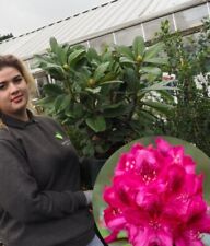 rhododendron plant for sale  HARLOW
